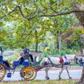 Central Park Horses Exclusive Tour : REG $189 ... NOW $159 PER CARRIAGE