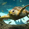 The Florida Aquarium : SAVE UP TO 29%