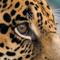 Audubon Zoo : SAVE 10%