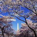 Cherry Blossoms Tour : SAVE 10% ... FROM $44.10