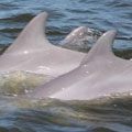 Sunset Dolphin Cruise at Orange Beach with Dolphin Tales : LOWEST PRICE FROM $12