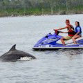 Jet Ski Waverunner Dolphin Tours in Orange Beach