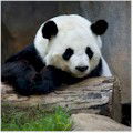 Zoo Atlanta : SAVE 10% OR MORE!