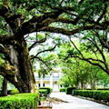 Garden District History Tour : SAVE 20%