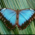 Audubon Insectarium : SAVE 10%