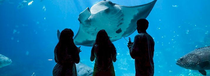 Georgia Aquarium Atlanta. Save up to 15%