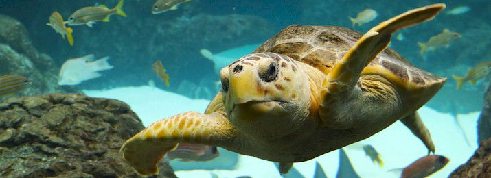 Florida Aquarium Tickets. Save $5.00