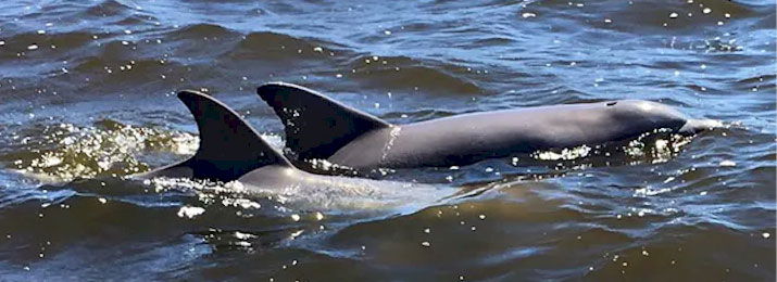 Save $5.00 Off Dolphin Cruise at Orange Beach with Dolphin Tales